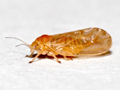 Chamaepsylla hartigi